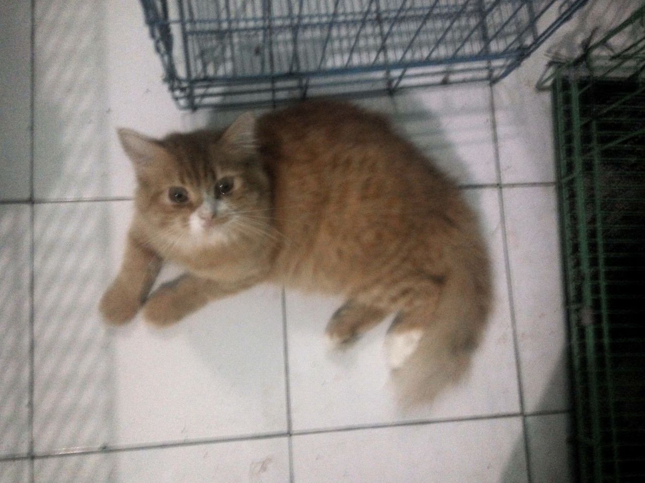 A cute cat